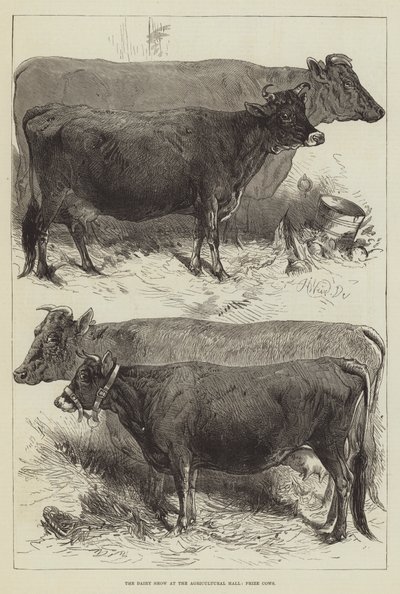 The Dairy Show at the Agricultural Hall, Prize Cows by Harrison William Weir