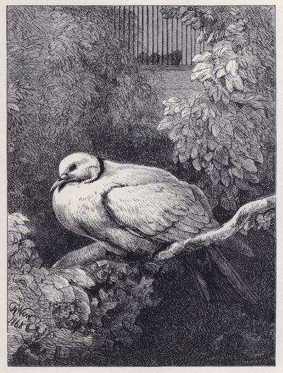 The Unhappy Dove by Harrison William Weir