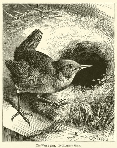 The Wren