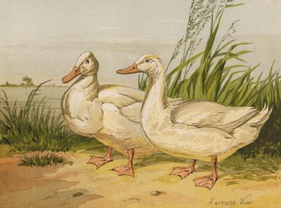 White Aylesbury Ducks by Harrison William Weir
