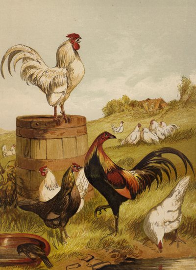 White and Game Bantams by Harrison William Weir