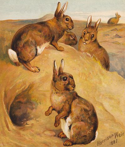 Wild Rabbits by Harrison William Weir
