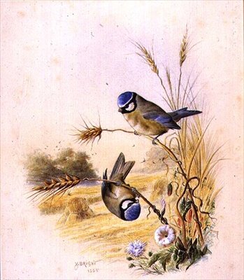 Blue Tits on an Ear of Corn by Harry Bright