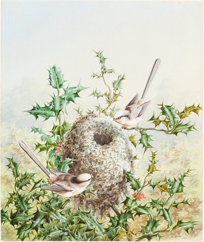 Coral Buntings and Their Nest in a Holly Tree by Harry Bright
