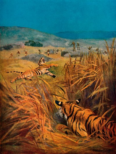 Tigers - The Terror of Indian Villages, 1913 by Harry Dixon