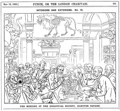 The Meeting of the Royal Zoological Society, Hanover Square, London by Harry Furniss
