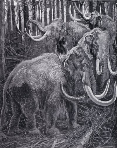 Mammoths by Harry Hamilton (after) Johnston