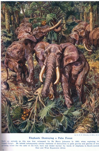 Elephants destroying a Palm Forest, illustration from 