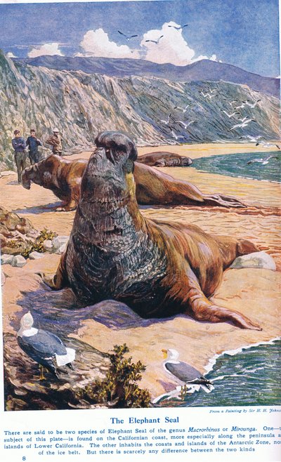 The Elephant Seal, Illustration from 