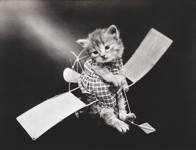 Kitties Series: Pilot Flying Plane, c.1914 by Harry Whittier Frees