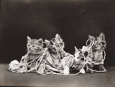 Kitties Series: Tangled in Yarn, c.1914 by Harry Whittier Frees