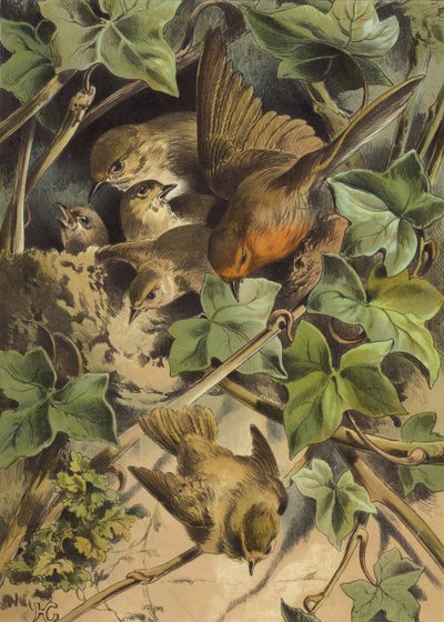 Robin, Leaving the Nest by Hector Giacomelli