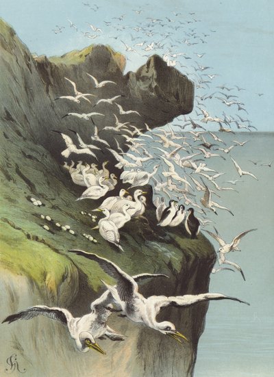 Solan Geese by Hector Giacomelli