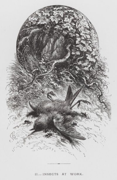 The Insect: Insects at Work by Hector Giacomelli