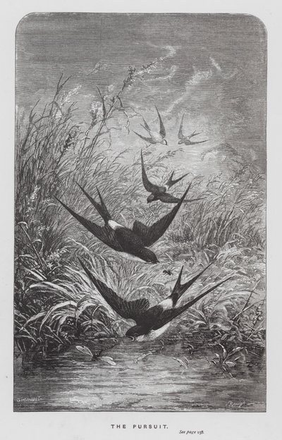 The Insect: The Pursuit by Hector Giacomelli