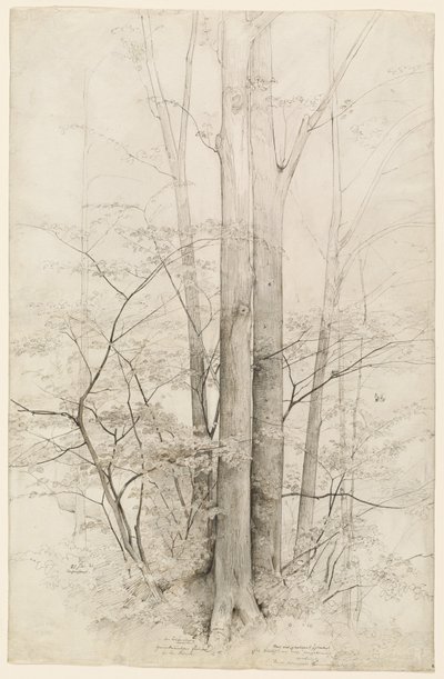 A Stand of Trees by Heinrich Dreber