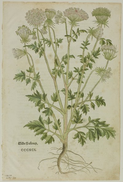 Leaf from New Kreuterbuch by Leonhart Fuchs, Plate 97 from Woodcuts from Books of the 16th Century by Heinrich Füllmaurer