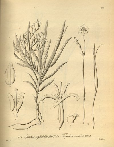 Apostasia wallichii (as Apostasia stylidioides) - Thelymitra cornicina by Heinrich Gustav Reichenbach