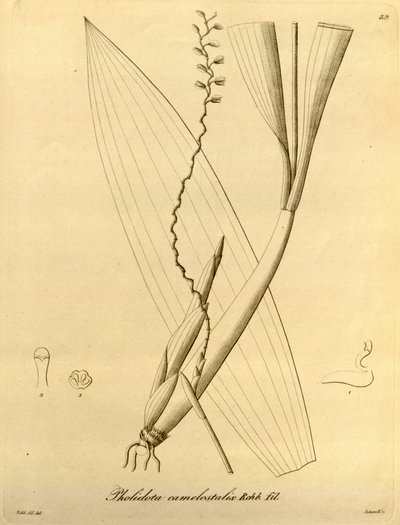 Illustration of Pholidota Camelostalix by Heinrich Gustav Reichenbach