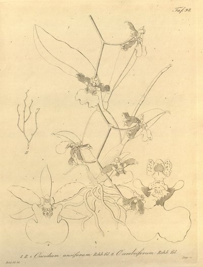 Biodiversity Heritage Library Notice by Heinrich Gustav Reichenbach