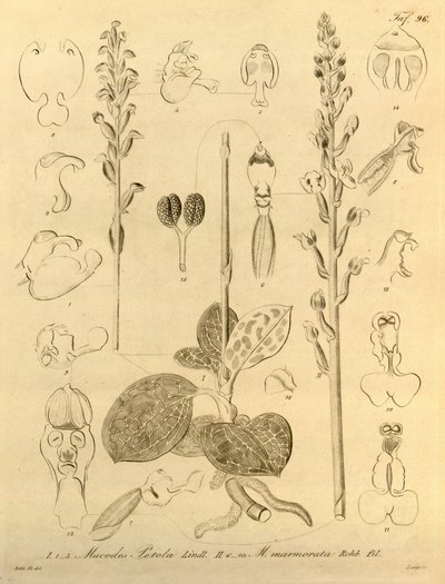 Biodiversity Heritage Library File by Heinrich Gustav Reichenbach