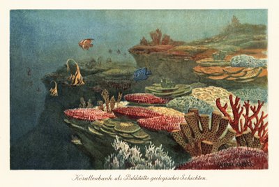 Ancient coral reefs on the ocean floor by Heinrich Harder