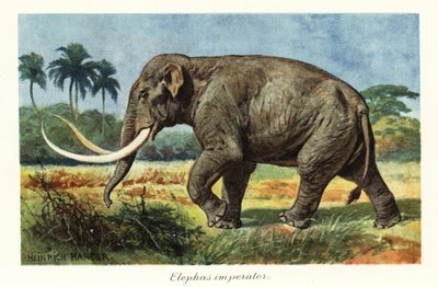 Columbian mammoth, extinct species of mammoth, Pleistocene by Heinrich Harder