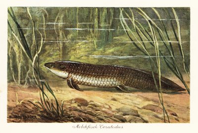 Extinct Ceratodus latissimus among reeds on the ocean floor by Heinrich Harder