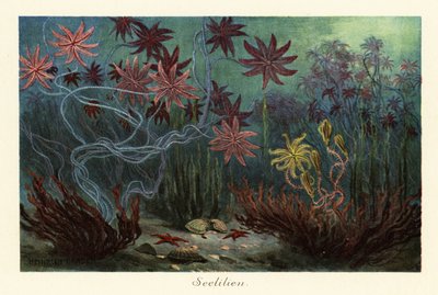 Extinct sea lilies or crinoids, Crinoidea, on the seabed by Heinrich Harder