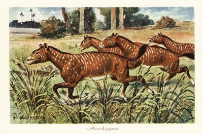 Mesohippus, extinct genus of early horse, 1908 by Heinrich Harder