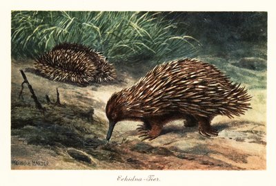 Short-beaked Echidna, Tachyglossus aculeatus, Foraging for Food by Heinrich Harder