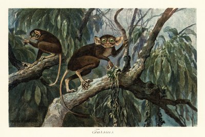 Tarsius, haplorrhine primate genus of tarsiers by Heinrich Harder