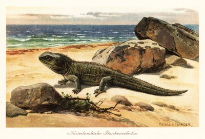 Vulnerable tuatara, Sphenodon punctatus, on the shore by Heinrich Harder