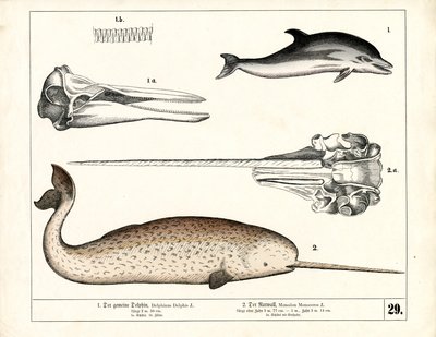 Common Dolphin and Narwhal with Anatomical Details by Heinrich Leutemann