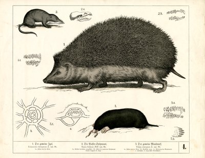 Insectivores: Hedgehog, Shrew and Mole by Heinrich Leutemann