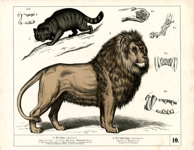 Lion and Wildcat with Anatomical Details by Heinrich Leutemann
