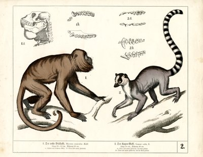 Monkey and Lemur: Red Howler Monkey and Ring-tailed Lemur by Heinrich Leutemann