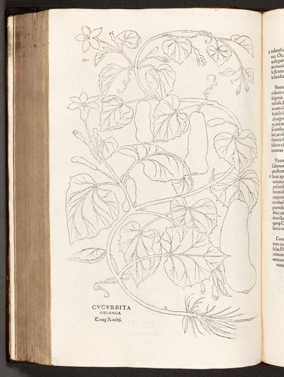Courgette, illustration from De historia stirpium commentarii insignes by Leonhart Fuchs, 1542 by Heinrich and Meyer, Albert Fullmaurer