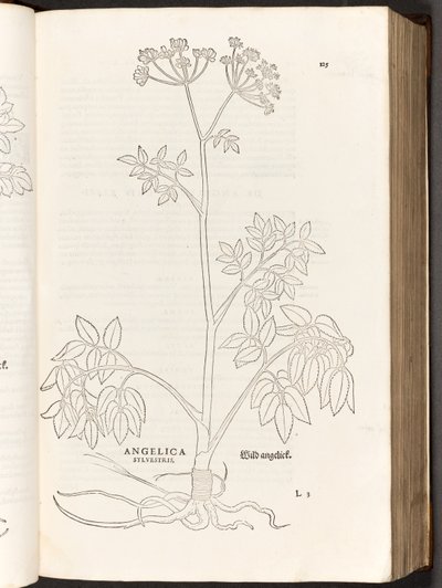 Wild Angelica, illustration from De historia stirpium commentarii insignes by Leonhart Fuchs, 1542 by Heinrich and Meyer, Albert Fullmaurer