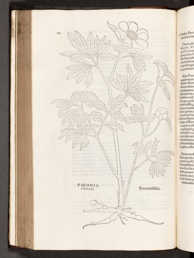 Paeony, illustration from De historia stirpium commentarii insignes by Leonhart Fuchs, 1542 by Heinrich and Meyer, Albert Fullmaurer