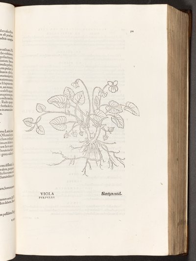 Violet, illustration from De historia stirpium commentarii insignes by Leonhart Fuchs, 1542 by Heinrich and Meyer, Albert Fullmaurer