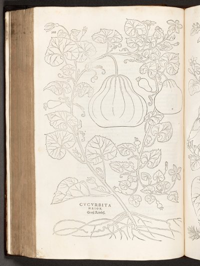 Gourd, illustration from De historia stirpium commentarii insignes by Leonhart Fuchs, 1542 by Heinrich and Meyer, Albert Fullmaurer