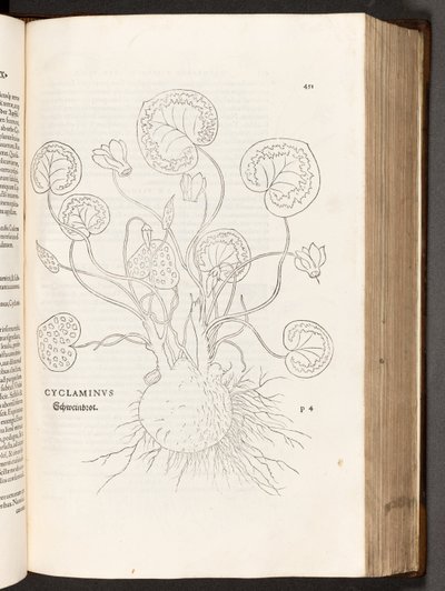 Cyclamen, illustration from De historia stirpium commentarii insignes by Leonhart Fuchs, 1542 by Heinrich and Meyer, Albert Fullmaurer