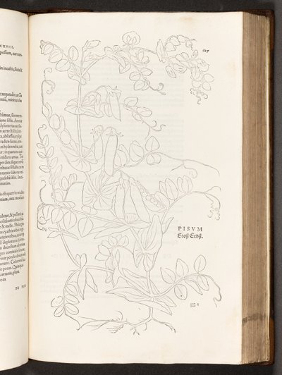 Pea, illustration from De historia stirpium commentarii insignes by Leonhart Fuchs, 1542 by Heinrich and Meyer, Albert Fullmaurer