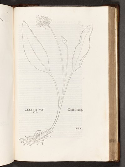 Allium, illustration from De historia stirpium commentarii insignes by Leonhart Fuchs, 1542 by Heinrich and Meyer, Albert Fullmaurer