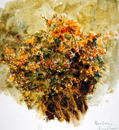 Berberis, Sunshine by Helen Allingham