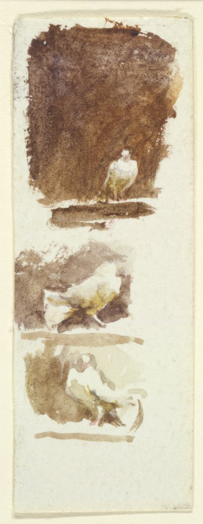 Doves by Helen Allingham