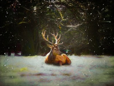 Christmas Stag by Helen White