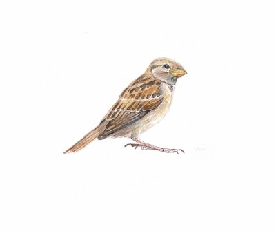 Female Sparrow II by Helen White