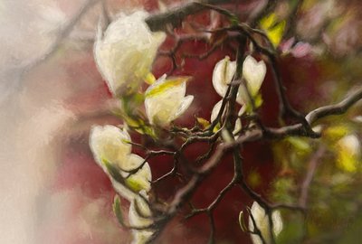 Magnolia by Helen White